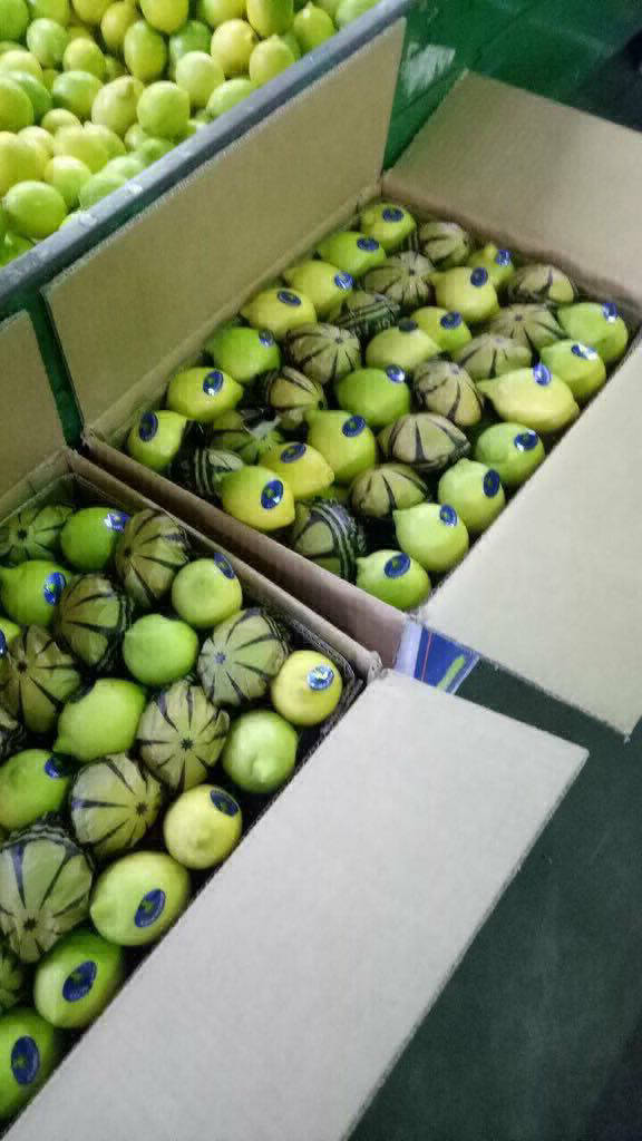Lemons ready for export from egypt